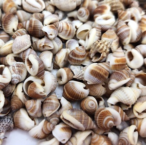 Coquillages en gros pour décoration d'aquarium, prix compétitif, coquillages marins bruts, coquillages naturels - Product Image 6