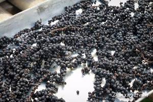 Pimienta Negra Certificada AD al por Mayor de Phalco Vietnam, Calidad Superior en Estilo Seco, Procesamiento en Crudo, Precio Bajo - Product Image 4