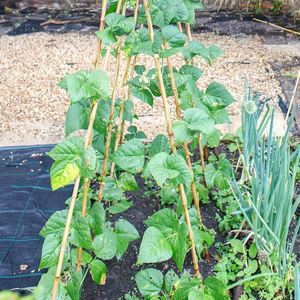 cheap price-Strong Bamboo <b>Poles</b> <b>for</b> Farming <b>Garden</b> Big Round Bamboo <b>Poles</b> Wholesale Best Price Bamboo <b>Pole</b> From Vietnam - Product Image 6