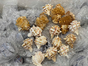 Conchas Marinas Surtidas en Grandes Cantidades - Conchas Naturales Mixtas para Manualidades, Eventos, Decoración Rústica Navideña, Suministros de Arte al por Mayor, Envoltura de Regalos - Product Image 3