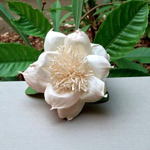 Flor de Madera Sola VADEE, Hecha a Mano, Sostenible, ANIKA, Flor de Madera Sola de 8.5 CM, Fibra de Planta de Sesbania, Modelo VDXXX-030 - Product Image 2