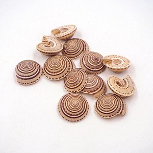 Coquillages bruns et blancs, coquillages pour aiguille solaire, coquillages de bonne qualité pour artisanat, décoration côtière, présentation. - Product Image 3