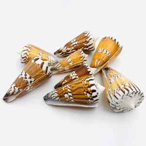Vente en gros de coquillages naturels décoratifs pour aquariums et accessoires. - Product Image 1