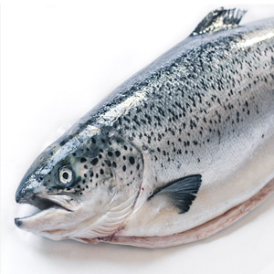 Filet de saumon atlantique entier congelé de qualité supérieure, biologique, sans graisses trans, faible teneur en sel, emballé sous vide - Product Image 5