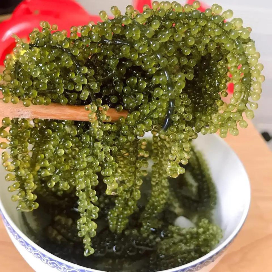 Best Quality Dehydrated Sea Grapes Natural Green Organic Seaweed From Vietnam Manufacturer Delicious Green Caviar Seaweed