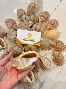 เปลือกหอยฝากระโปรงธรรมชาติเปลือกหอยเปลือกหอยเปลือกหอยเป็นจำนวนมากสำหรับการทำเครื่องประดับงานฝีมือและของที่ระลึก - Product Image 5