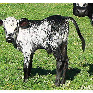 Outils professionnels de manipulation des animaux, ensemble d'instruments vétérinaires de qualité supérieure pour les soins agricoles et la castration du bétail - Product Image 6