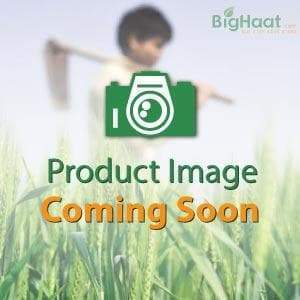 RIDDHI Berenjena Fresca (Alicante) Parte de las Verduras Frescas para Uso Alimentario - Product Image 2