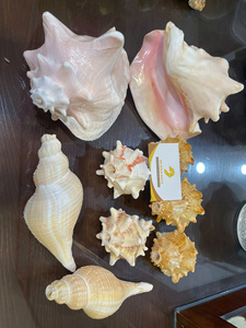 Conchas Marinas Naturales Hechas a Mano de Varios Tamaños, Duraderas, Empaquetadas en Bolsa, Mezcla de Artesanías para Decoración - CARYLN - Product Image 4