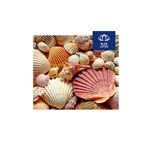 APROBADO POR LOS CLIENTES, Seguro, Limpio, Ecológico, Conchas Marinas Puras, Ideal para la Elaboración de Velas y Manualidades, Precio - Product Image 1