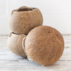 Coconut shell <b>pot</b> for bonsai <b>succulent</b> great quality sustainable planters wholesale flower <b>pots</b> - Product Image 2