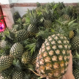 PIÑA CONGELADA ESTÁNDAR DE EXPORTACIÓN EN OFERTA 2026 - Product Image 1