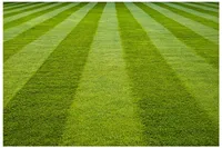Semences d'herbe de pelouse Premium CRADLE of LIFE de LAP NATURE, germination rapide, résistantes à la sécheresse, durée de conservation de 12 mois, prêtes pour l'agriculture