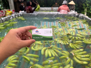 Bananes Cavendish fraîches du Vietnam goût sucré et texture lisse emballées pour l'exportation, idéales pour le marché de détail et de gros - Product Image 3