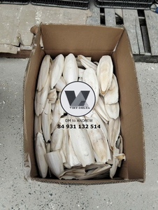 กระดูกปลาหมึกแห้งขายส่ง – อาหารเสริมแคลเซียมจากธรรมชาติ - Product Image 3