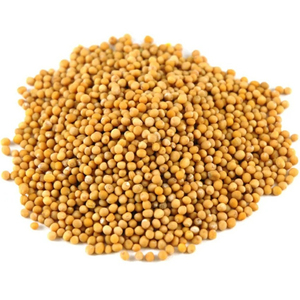 Graines de moutarde fraîches en gros, qualité supérieure, pour acheteurs B2B et commandes d'exportation - Product Image 4