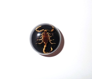 Escorpión Dorado, Espécimen Real, Cabujón de Plástico Redondo de 19x19 mm, Base Plana Negra para Manualidades y Joyería - Product Image 2