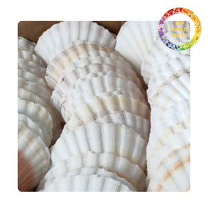 Conchas de Vieira Decorativas Naturales Hechas a Mano, Ecológicas y Libres de BPA para Diseño de Interiores, Bodas y Fiestas - Product Image 5