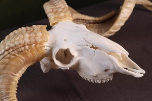 Shofar en corne de bélier Kudu, shofar en corne de bélier poli, shofar artisanal naturel, instrument en corne de bélier, shofar en corne de Kudu, shofar juif - Product Image 2
