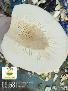 ขนมปังสาเกแช่แข็ง500กรัมจากเวียดนามส่งออกจากโรงงาน - Product Image 5