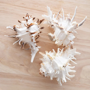 Coquillages Murex, meilleur prix, coquilles d'escargots de mer nettoyées, coquillages naturels, décorations sur le thème nautique - Product Image 3