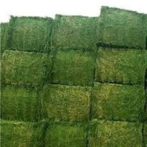 Wholesale High Quality Alfalfa <b>Hay</b> Cattle Fish Feed Grade 25kg <b>Bag</b> 12 Months Shelf Life Protein Content Continuous Supply Cost - Product Image 4