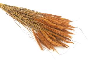 Flores y Plantas Decorativas de Setaria Italica Secas y Conservadas Naturales al por Mayor - Product Image 2