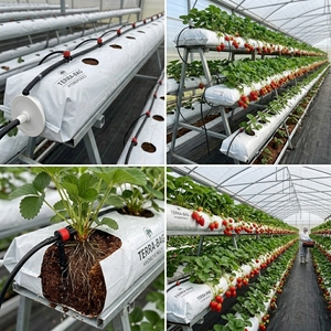 Tomato Grow <b>Bags</b> (Plastic Cocopeat) for UK Gardeners-Hydroponics & Garden Use from India - Product Image 2