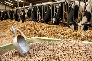 Algues vertes séchées les plus vendues, transformées au Vietnam, conformes aux normes de l'industrie alimentaire, export en gros, fournisseur vietnamien - Product Image 4