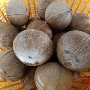 Noix de coco semi-décortiquée de qualité supérieure pour applications alimentaires haut de gamme, fruit tropical frais et mûr, fabricant vietnamien, export. - Product Image 3