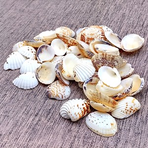 Conchas marinas naturales de precio competitivo, concha de almeja de sangre, concha decorativa para manualidades - Product Image 4