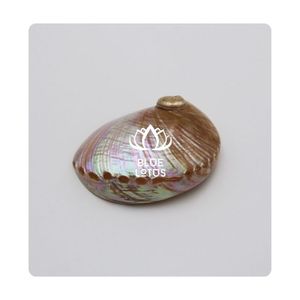 MÁS VENDIDO |   Concha de abulón para producción de arte en resina, exhibiciones decorativas y uso en manualidades creativas hechas a mano, Vietnam - Product Image 1