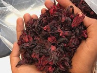 Fleurs d'hibiscus séchées de qualité supérieure du Vietnam, en vrac, pour le thé, les boissons, qualité alimentaire, qualité export - Mme Tarina