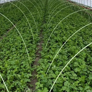 Varilla de Fibra de Vidrio Flexible con Superficie Lisa Pultruida para Túneles de Plantas e Invernaderos - Product Image 3