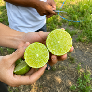 Limón Verde Fresco sin Semillas de Vietnam / Calidad de Exportación a Precio Competitivo / Sra. ALINA - Product Image 2