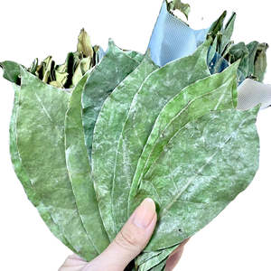 Vietnam Prime Dried Soursop Leaves - Product Image 2