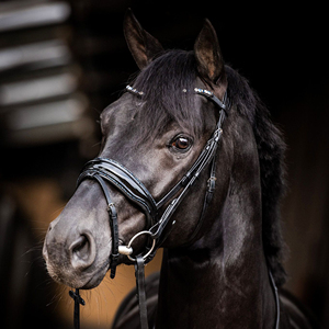 Brida de cuero premium Horsekraft HK-BR230, la más vendida, con cabezada anatómica suavemente acolchada, cristales y narquiler transpirable. - Product Image 5