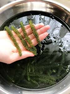 สาหร่ายโนริอบไอน้ำสด ฟรีซดราย สาหร่ายทะเลสีเขียว ขนาด 20-40 ซม. อุดมด้วยความชุ่มชื้น บรรจุภัณฑ์สุญญากาศ คุณภาพดีจากเวียดนาม อายุการเก็บรักษา 12 เดือน - Product Image 4