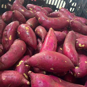 Batata Morada Congelada Premium de Vietnam, Suministro de Fábrica para Exportación - Product Image 1