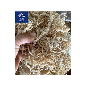 Disponible : Algues Marines Séchées Écologiques, Sûres et Propres, Idéales pour l'Épaississement des Aliments et les Préparations de Boissons, Prix Direct - Product Image 1
