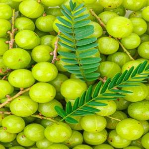 Proveedor de Extracto de Amla, Ingrediente Botánico Natural para Productos Nutracéuticos al por Mayor - Product Image 1