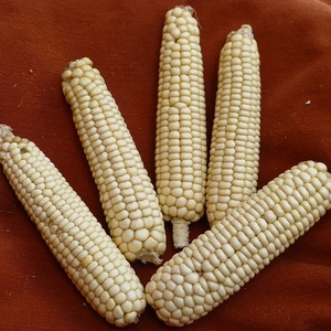 Expédition en vrac de maïs blanc frais pour l'exportation, qualité grain pur, en sacs sous vide, destiné aux importateurs, par un fournisseur alimentaire de confiance - Product Image 5