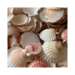 Coquilles de palourde en gros pour la décoration artisanale, la fabrication et la création artistique - Product Image 5