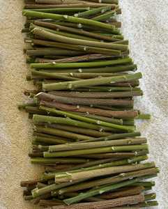 Barra de Miswak de Neem Orgánica Natural, Sin Químicos, Solución para Blanqueamiento Dental e Higiene Bucal, Herbal, LKS Enterprises, Vida Útil de 24 Meses - Product Image 3