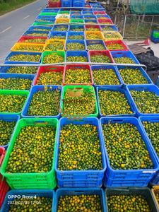 น้ำผลไม้แช่แข็ง Iqf Calamansi จากเวียดนาม - Product Image 6