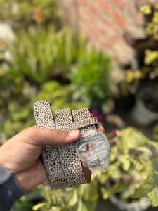 Hebilla para Cinturón con Estampado de Puntos de Polka por Transferencia Térmica, Estilo Vintage, Ajuste Cómodo, Hebilla Occidental de Aleación Resistente de 1-1.5 Pulgadas - Product Image 2