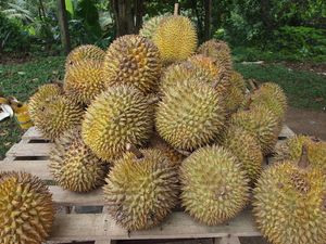 Fruta congelada Durian Exportador Vietnam Pemium King Fruit con el mejor precio - Product Image 6