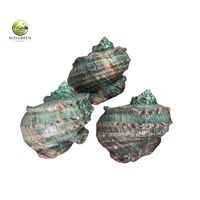 Coquille de mer naturelle de luxe polie, style Turbo Perle, pour la décoration intérieure côtière, les aquariums et les souvenirs cadeaux