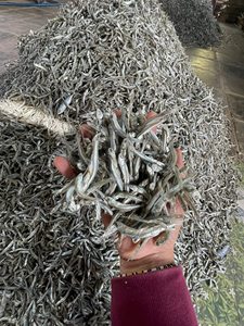 MEILLEUR PRIX |   Anchois Séchés Premium 3-5cm 6-9cm – Fournisseur de Fruits de Mer de Haute Qualité pour la Transformation Alimentaire du Vietnam - Product Image 6