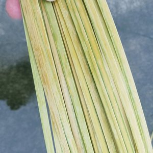 Bambou en vrac de qualité supérieure, prix le plus bas, bande de bambou naturel pour la tressage de paniers - Product Image 5